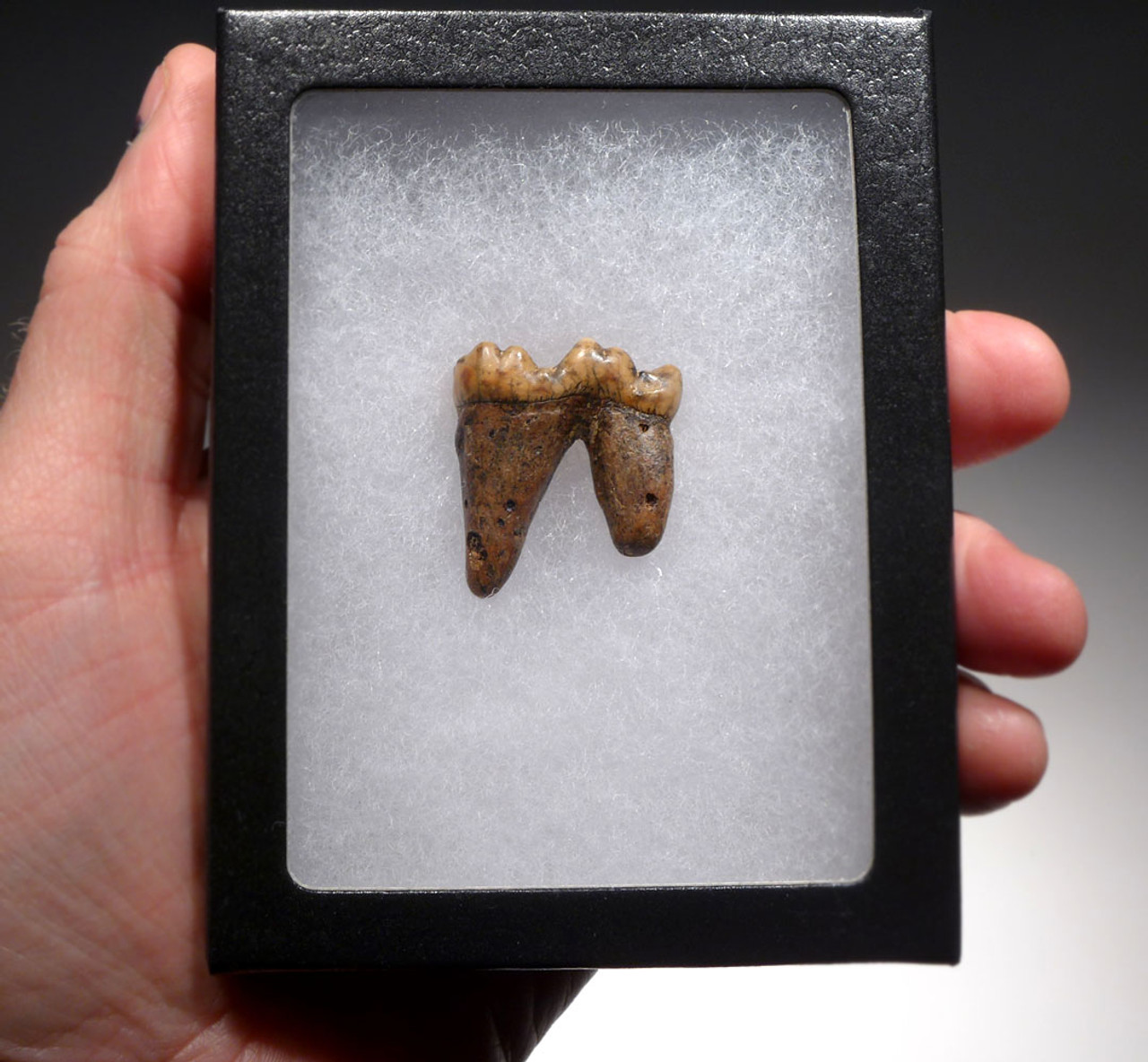 CAVE BEAR FOSSIL MOLAR TOOTH WITH ROOT AND DECAY CAVITY FROM FAMOUS DRACHENHOHLE DRAGONS CAVE AUSTRIA  *LM40-194