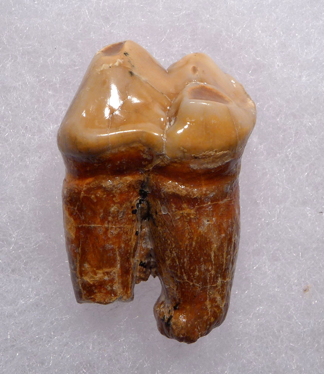 BEAUTIFUL CAVE BEAR FOSSIL MOLAR TOOTH FROM DRACHENHOHLE DRAGONS CAVE IN AUSTRIA  *LM40-201