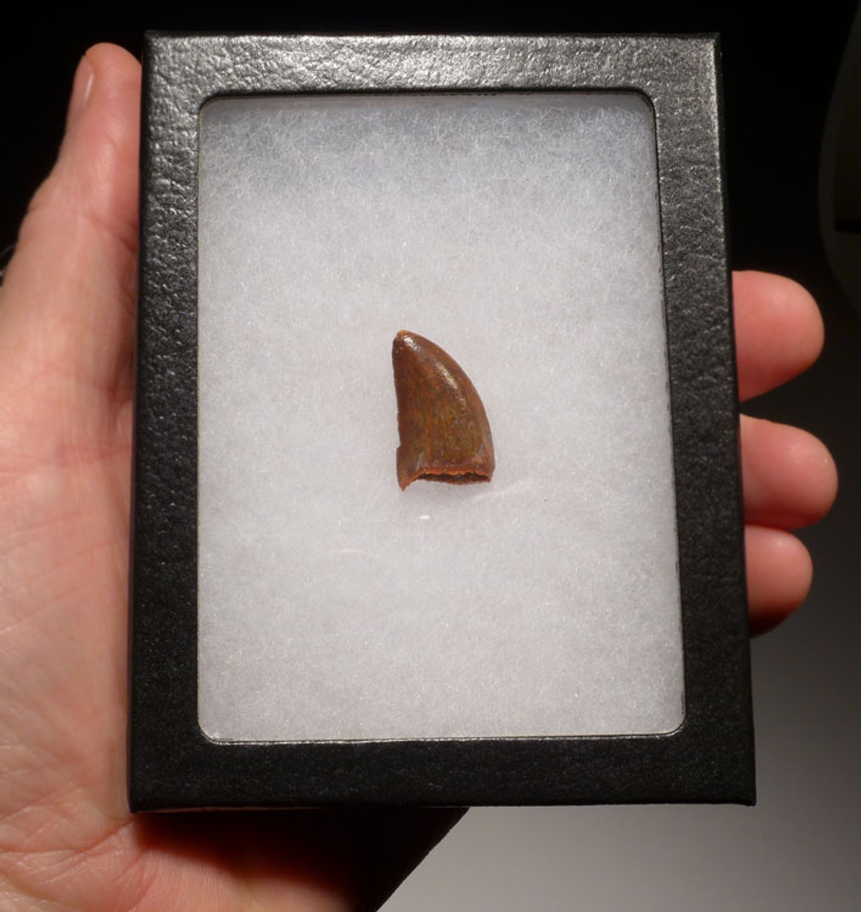 SUPREME UNBROKEN DELTADROMEUS FOSSIL DINOSAUR TOOTH  *DT11-035