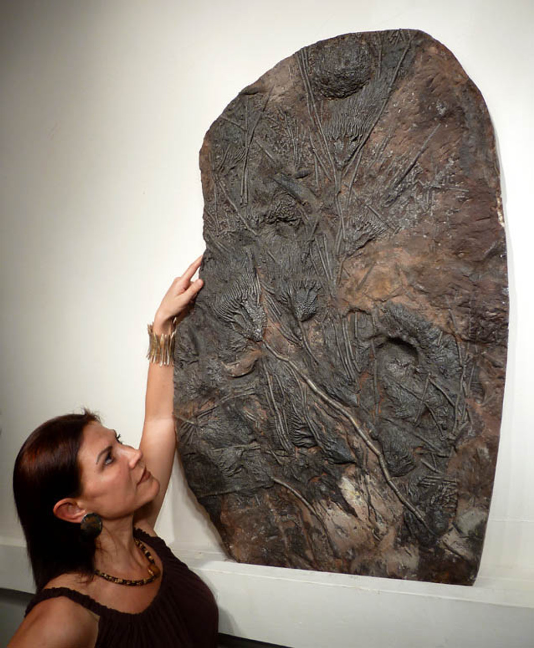 GIANT 420 MILLION YEAR PREHISTORIC SEA LIFE FOSSIL WITH EXTINCT CRINOID SEA LILIES AND CORAL *CRI032
