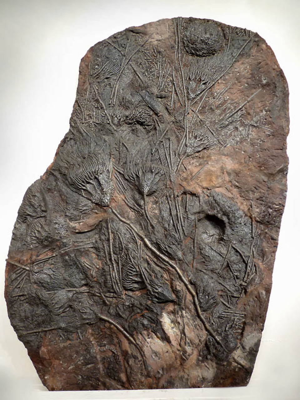 GIANT 420 MILLION YEAR PREHISTORIC SEA LIFE FOSSIL WITH EXTINCT CRINOID SEA LILIES AND CORAL *CRI032