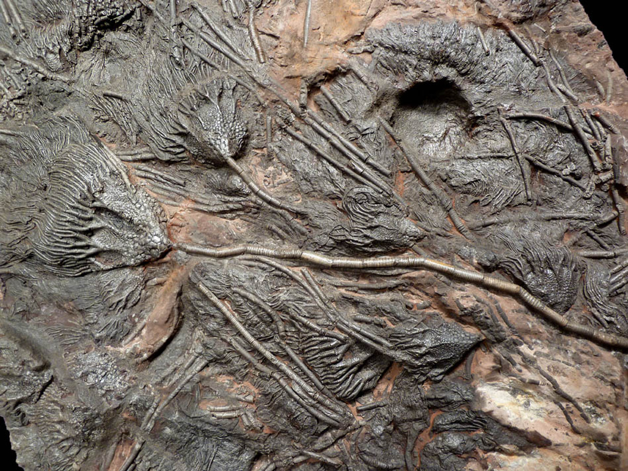 GIANT 420 MILLION YEAR PREHISTORIC SEA LIFE FOSSIL WITH EXTINCT CRINOID SEA LILIES AND CORAL *CRI032