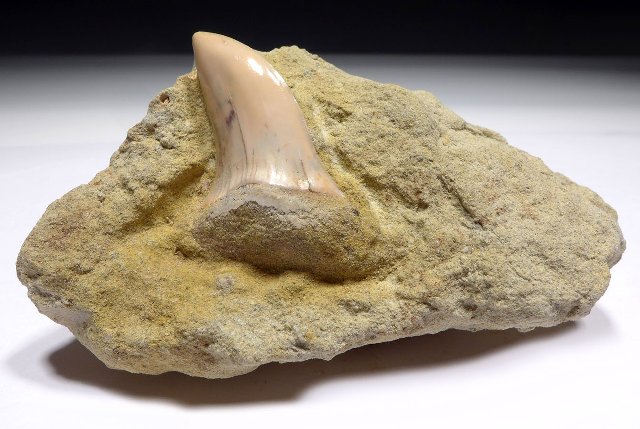 FOSSIL HOOKED-TOOTH MAKO SHARK TOOTH ISURUS PLANUS IN MATRIX FROM SHARKTOOTH HILL CALIFORNIA  *STH009