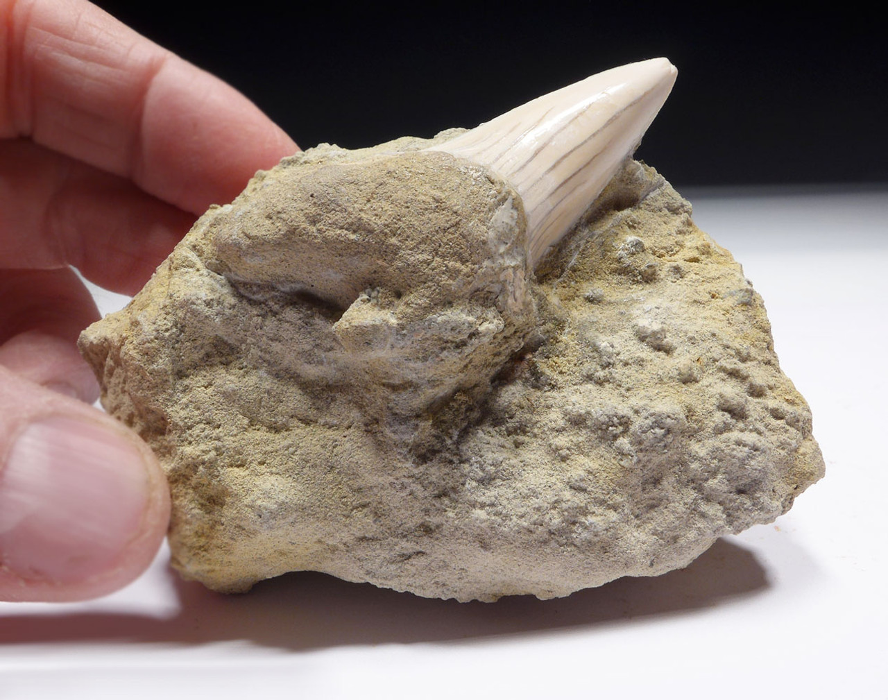 LARGE 2.25 INCH EXTINCT WHITE MAKO FOSSIL SHARK TOOTH ISURUS HASTALIS IN SANDSTONE FROM SHARKTOOTH HILL CALIFORNIA  *STH008