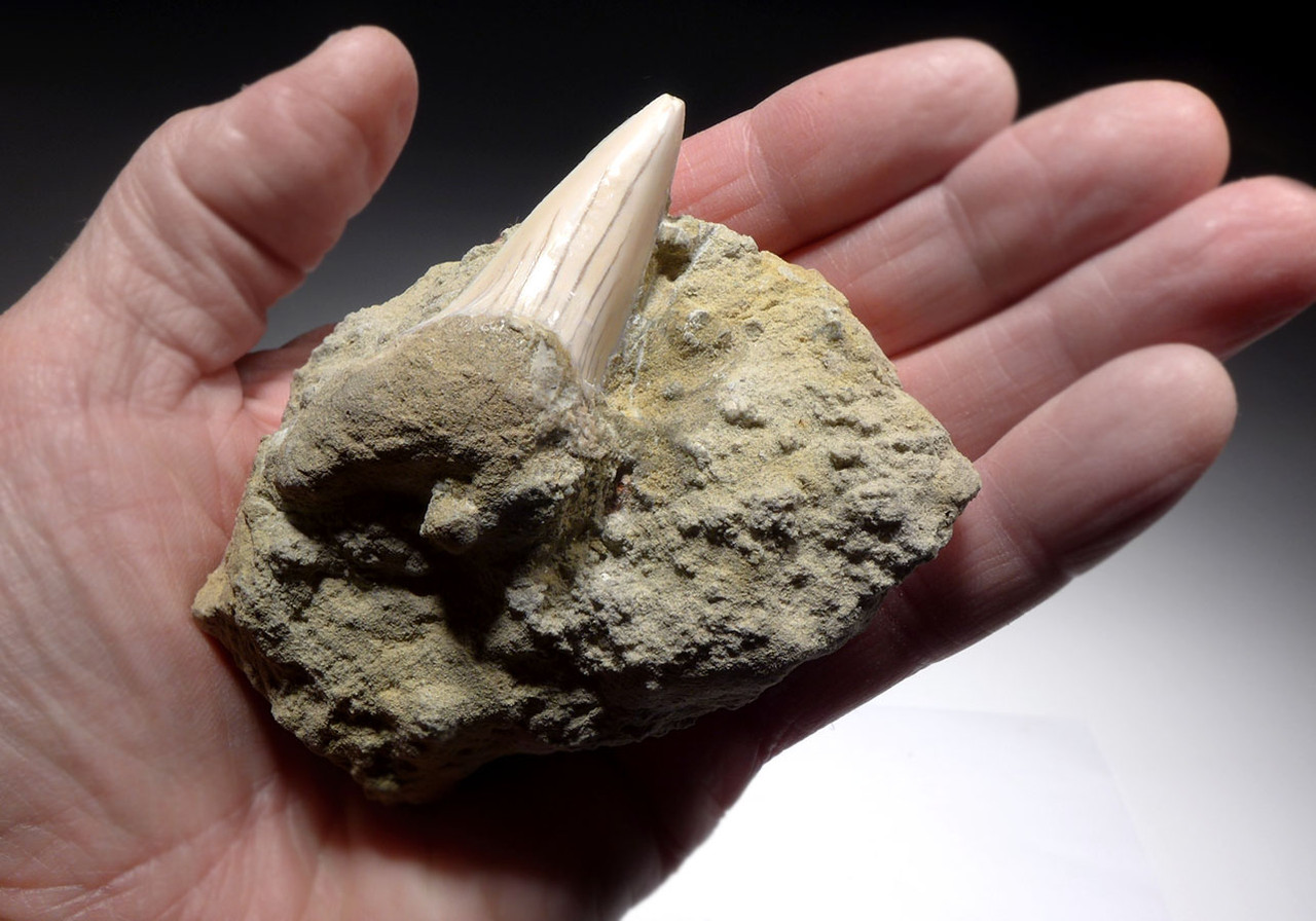 LARGE 2.25 INCH EXTINCT WHITE MAKO FOSSIL SHARK TOOTH ISURUS HASTALIS IN SANDSTONE FROM SHARKTOOTH HILL CALIFORNIA  *STH008