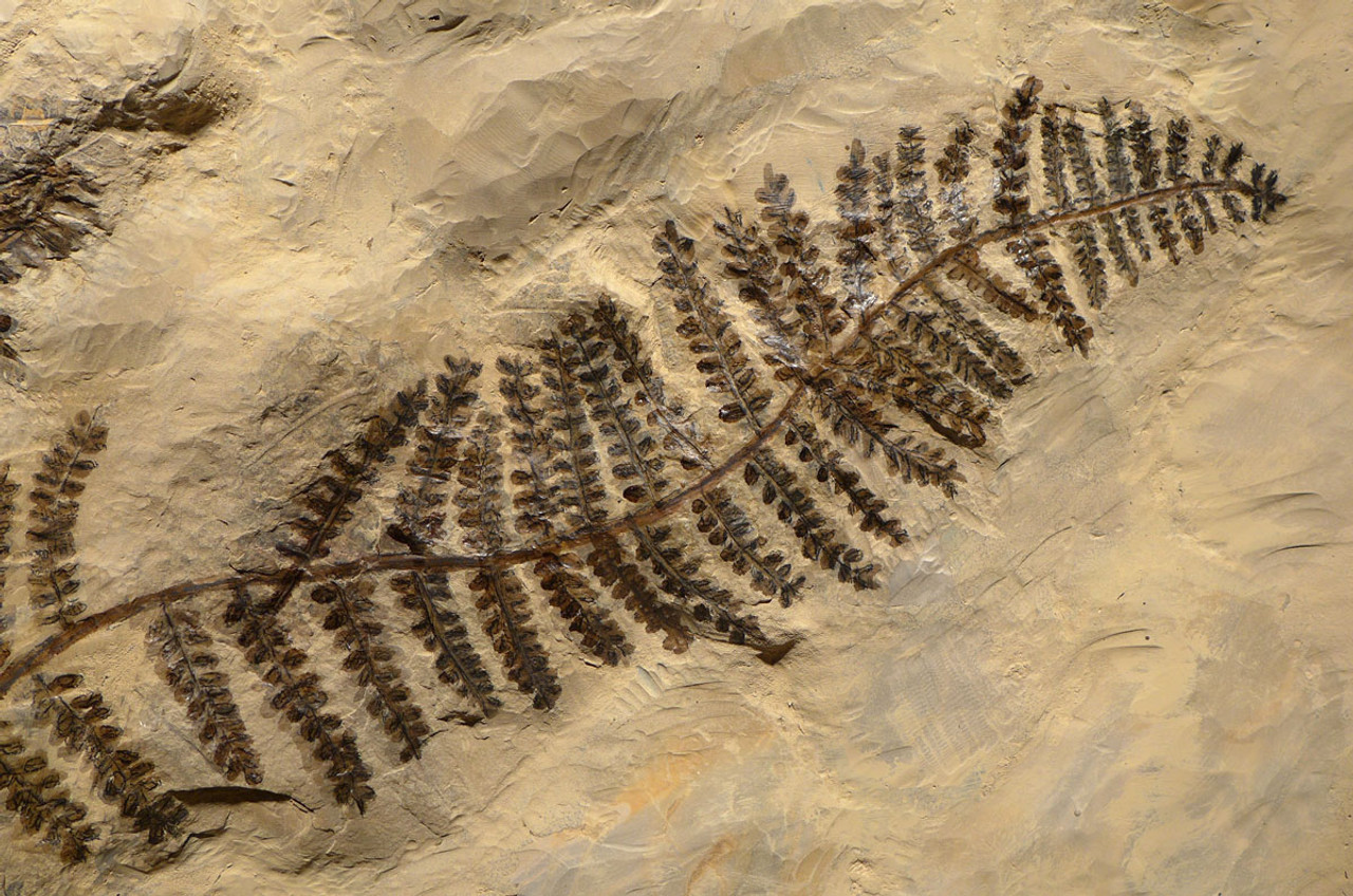 MASSIVE PREHISTORIC PERMIAN AUTUNIA CALLIPTERIS FOSSIL FERN PLANT FROM BEFORE THE DINOSAURS  *PLX002