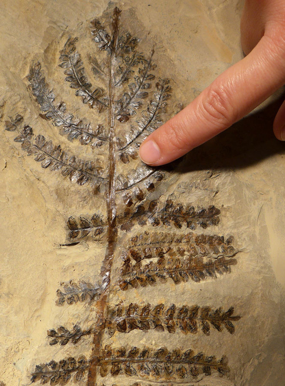 MASSIVE PREHISTORIC PERMIAN AUTUNIA CALLIPTERIS FOSSIL FERN PLANT FROM BEFORE THE DINOSAURS  *PLX002