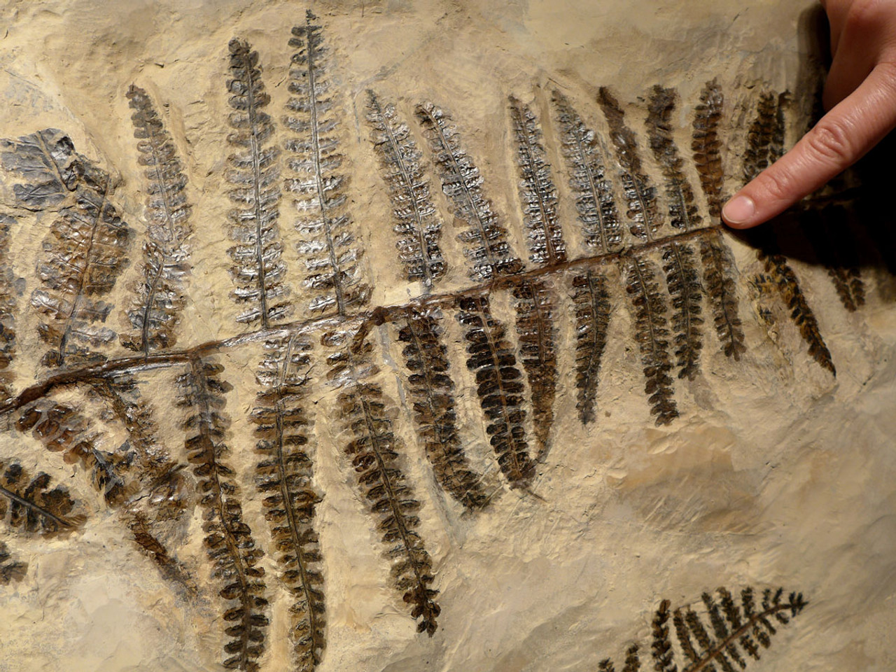 MASSIVE PREHISTORIC PERMIAN AUTUNIA CALLIPTERIS FOSSIL FERN PLANT FROM BEFORE THE DINOSAURS  *PLX002