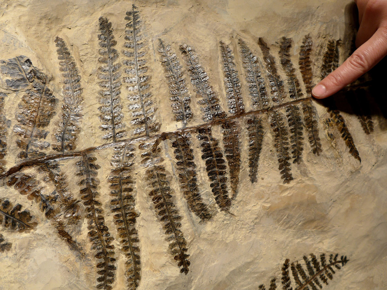 plant fossil