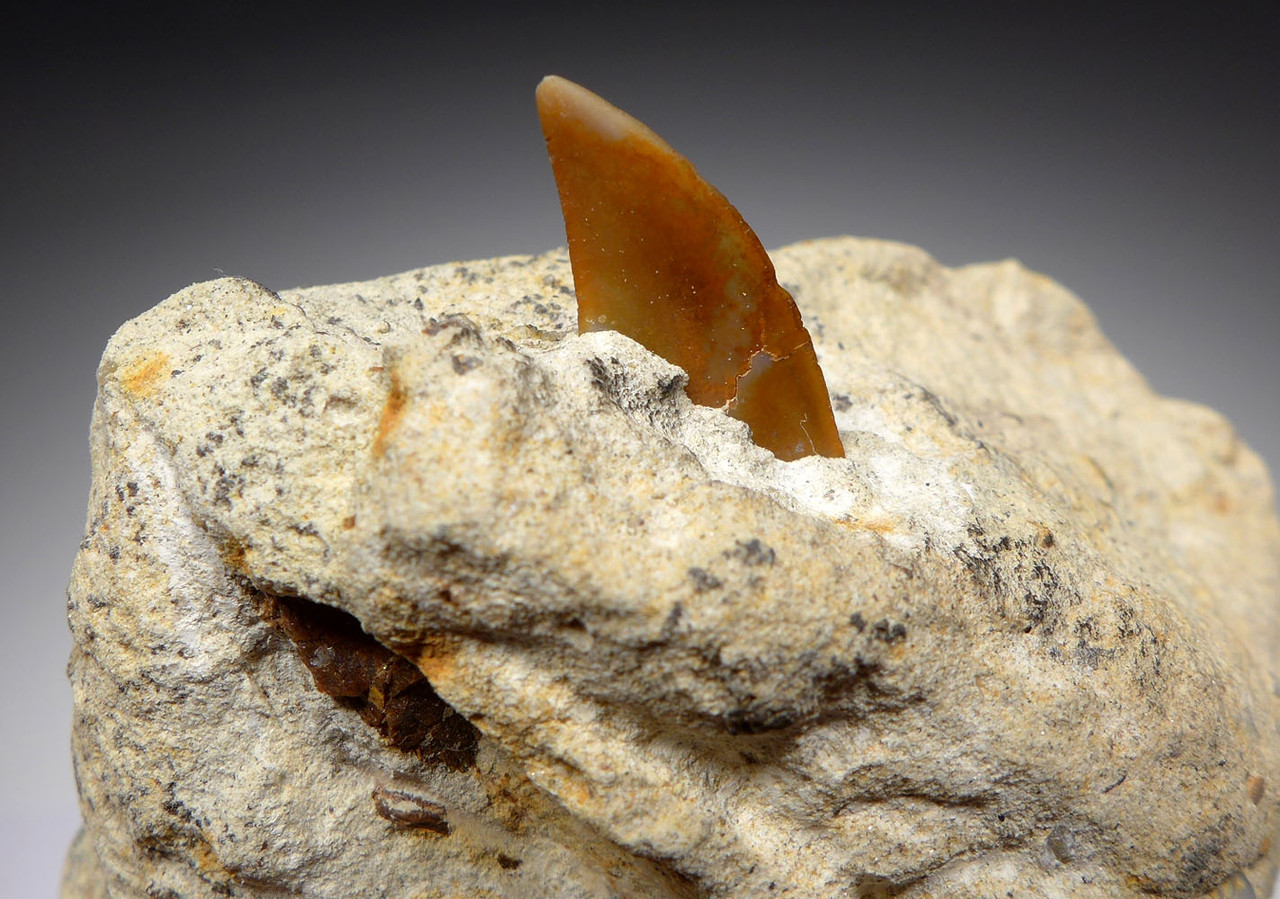 AS FOUND INSITU FOSSIL ISURUS PLANUS HOOKED-TOOTH MAKO SHARK TOOTH FROM SHARKTOOTH HILL CALIFORNIA  *STH022