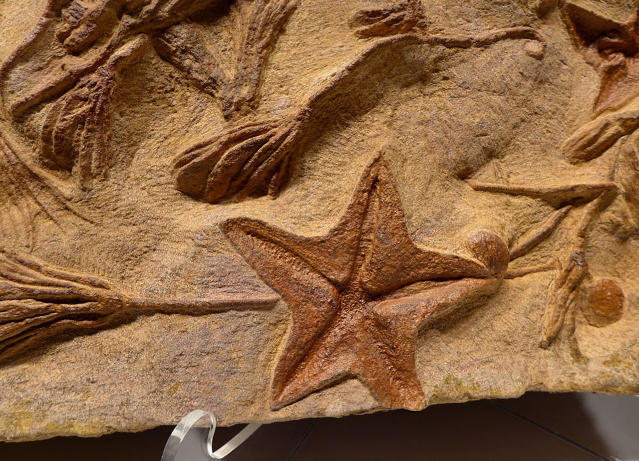 LARGE PREHISTORIC STARFISH AND SEA LILY CRINOID INTERIOR DESIGN ACCENT FOSSIL MASS EXTINCTION EVENT  *SF031