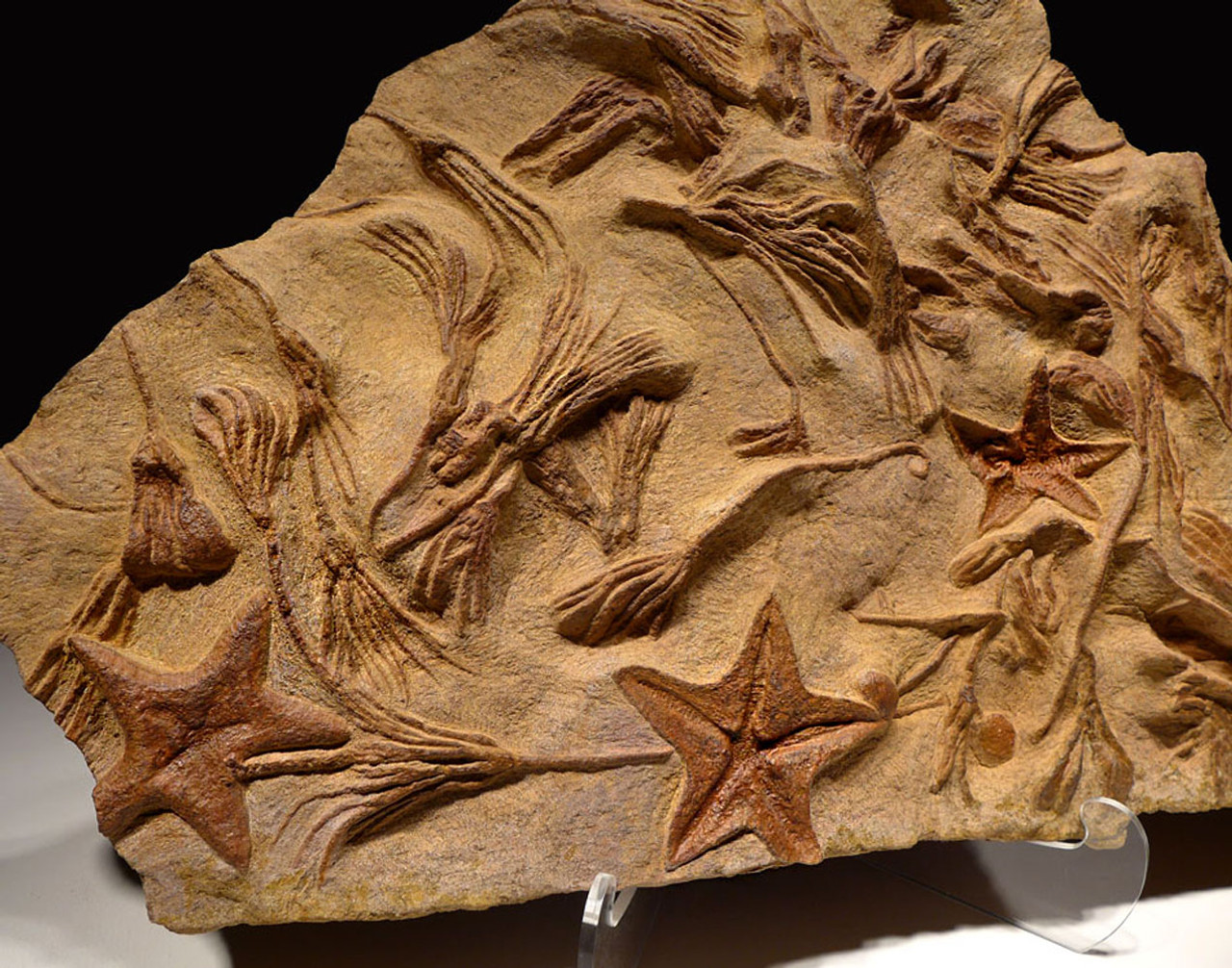 LARGE PREHISTORIC STARFISH AND SEA LILY CRINOID INTERIOR DESIGN ACCENT FOSSIL MASS EXTINCTION EVENT  *SF031