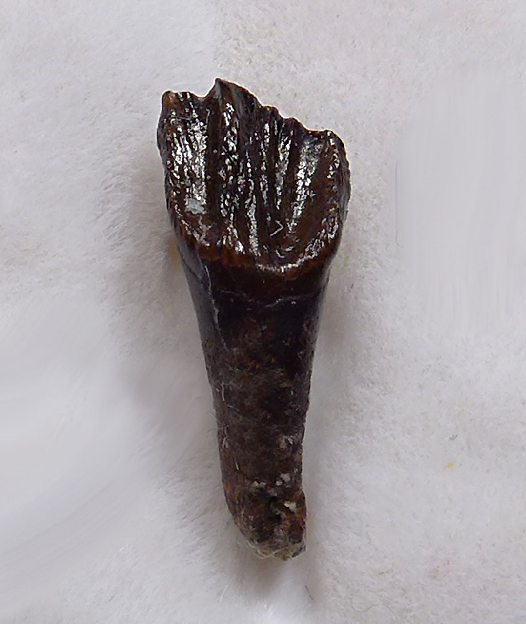 EXTREMELY RARE ROOTED BABY LEPTOCERATOPS TOOTH FROM A NEWLY HATCHED DINOSAUR  *DT19-034