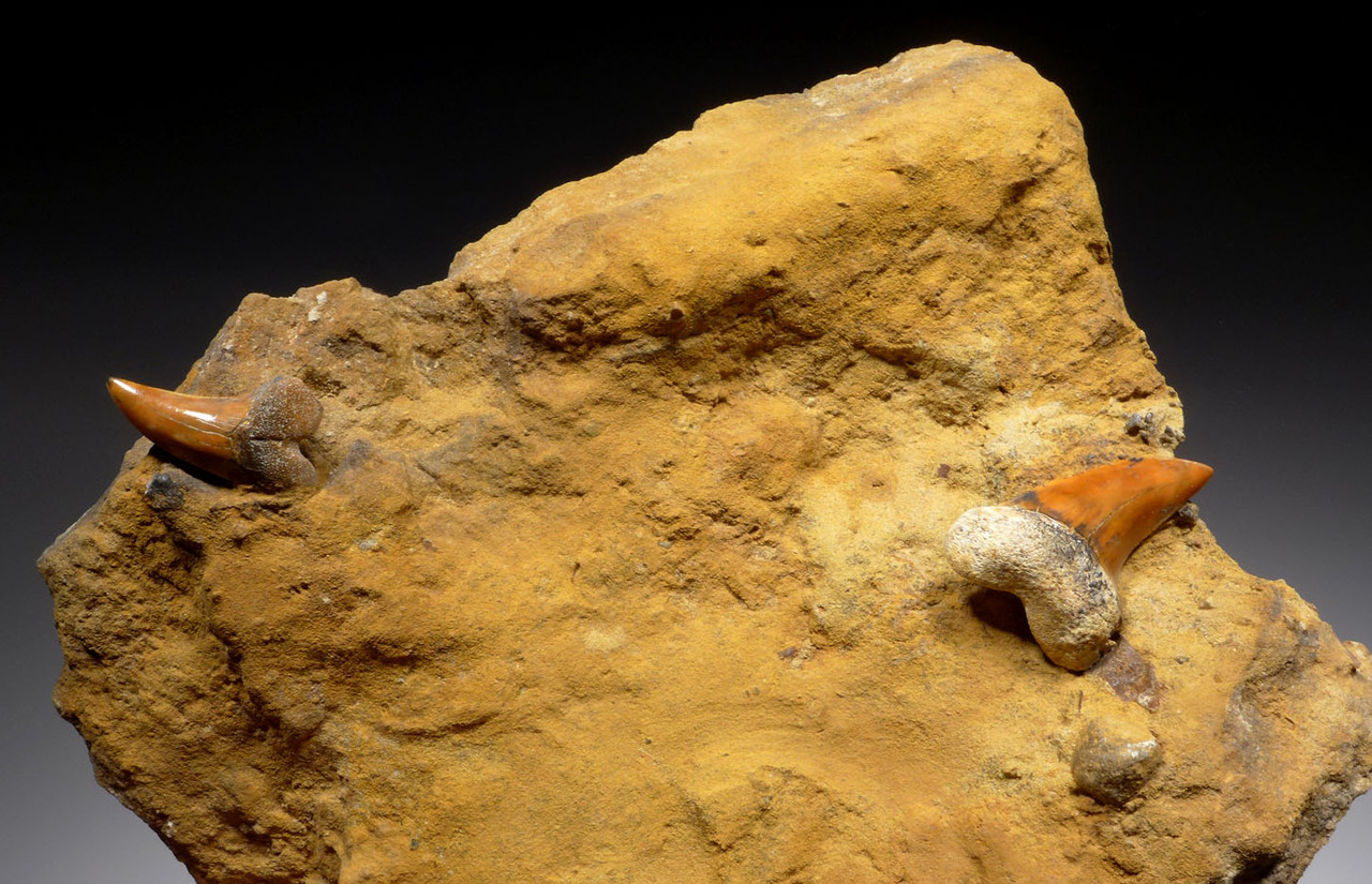  LARGE SANDSTONE FOSSIL WITH SHARKTOOTH HILL ISURUS PLANUS MAKO SHARK TEETH FROM CALIFORNIA  *STH026