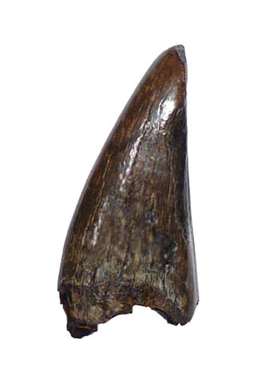 UNBROKEN TYRANNOSAUR FOSSIL DINOSAUR TOOTH FROM DASPLETOSAURUS *DT18-062