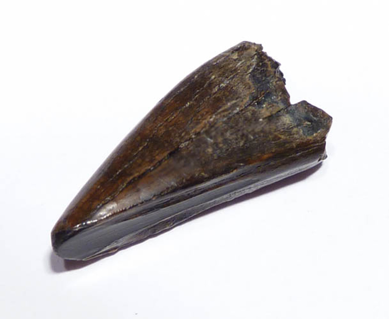 UNBROKEN TYRANNOSAUR FOSSIL DINOSAUR TOOTH FROM DASPLETOSAURUS *DT18-062