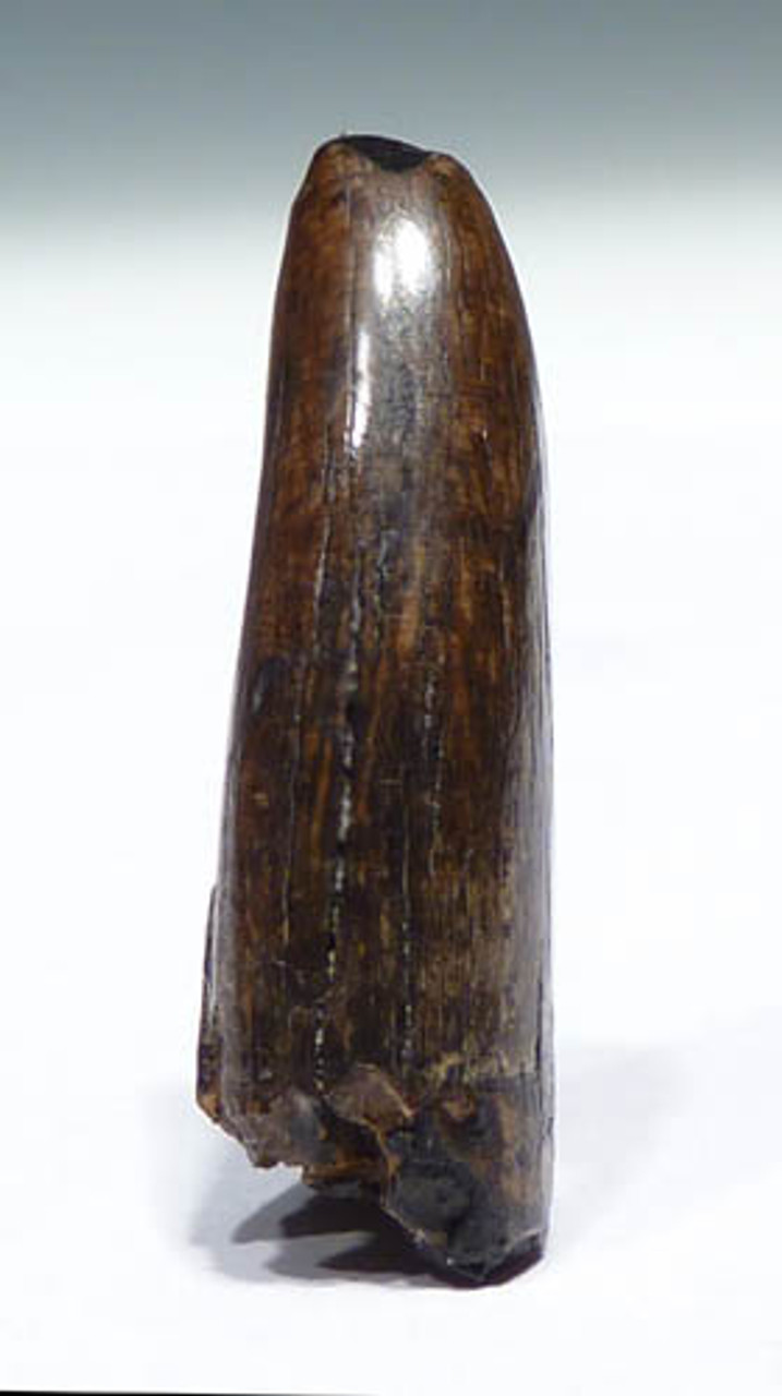 UNBROKEN TYRANNOSAUR FOSSIL DINOSAUR TOOTH FROM DASPLETOSAURUS