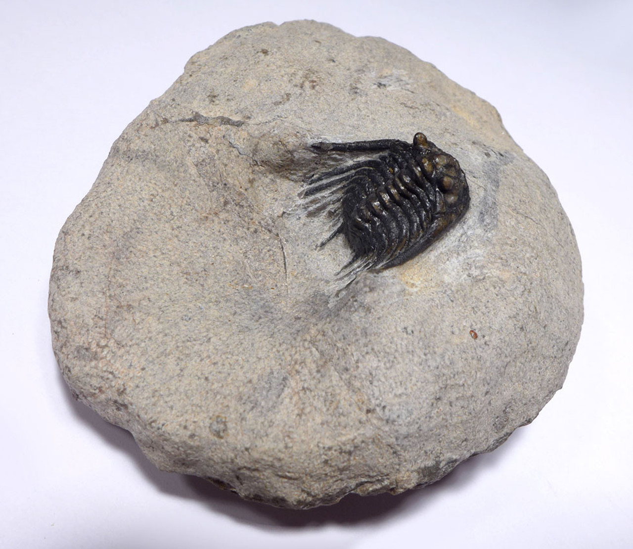 DEVONIAN SPINY KETTNERASPIS LEONASPIS TRILOBITE FOSSIL  *TR34