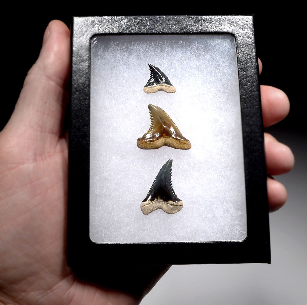 THREE PREMIUM BONE VALLEY FOSSIL SHARK TEETH OF HEMIPRISTIS