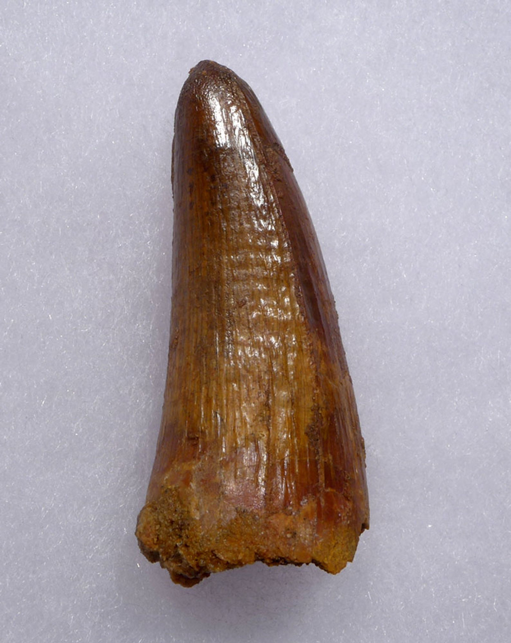 EXCEPTIONALLY LARGE CROCODILE FOSSIL FANG TOOTH FROM THE CRETACEOUS  *CROC088