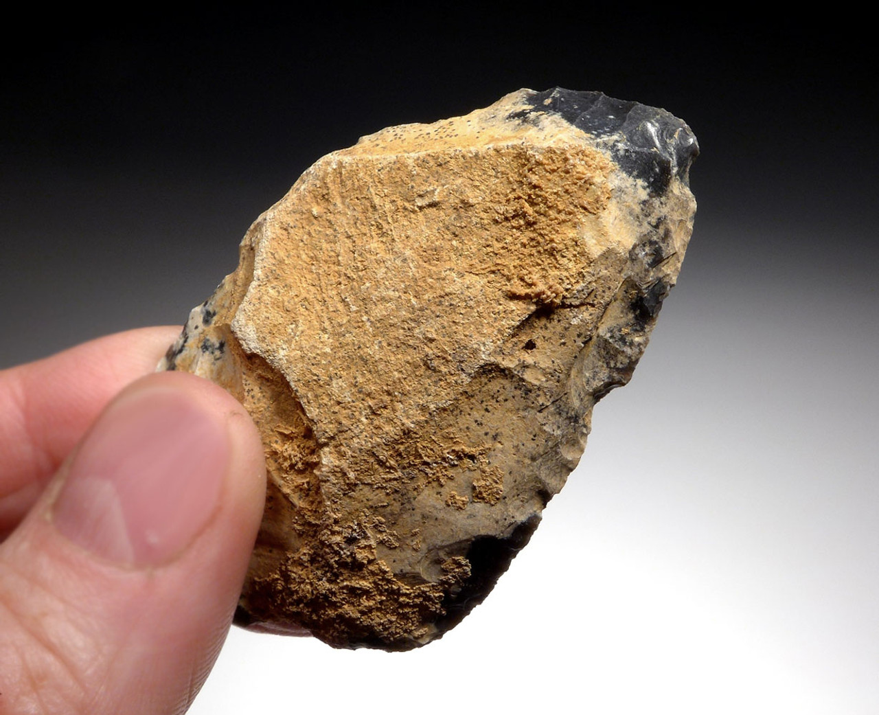 LARGE NEANDERTHAL MOUSTERIAN CONVERGENT SIDE SCRAPER FLAKE TOOL FROM DORDOGNE FRANCE  *M428