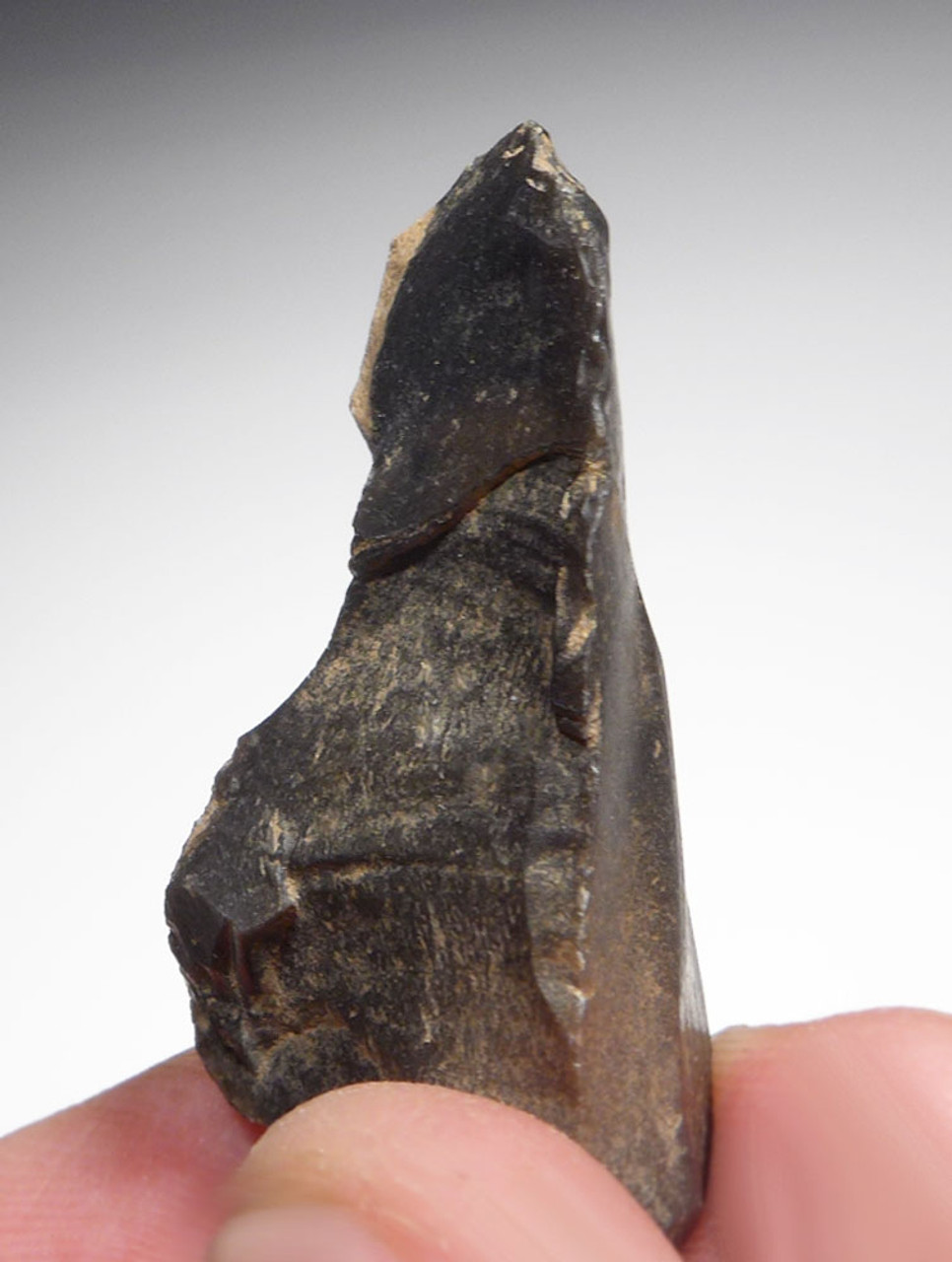 NEANDERTHAL MOUSTERIAN PLANER RABOT FLAKE TOOL FROM DORDOGNE FRANCE  *M425