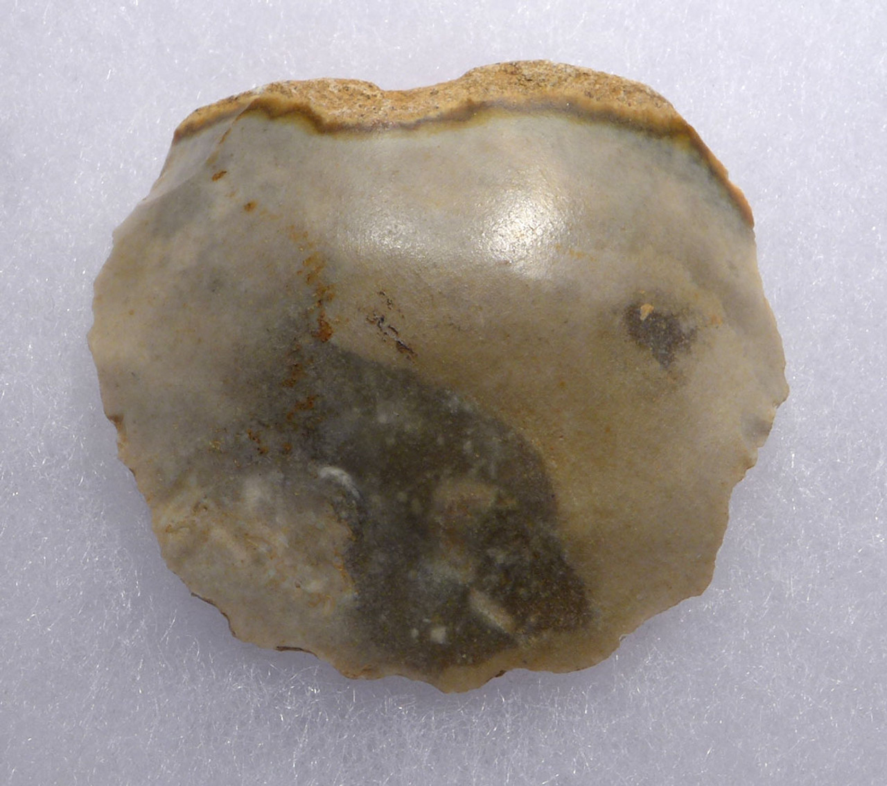 NEANDERTHAL MOUSTERIAN DISCOIDAL SCRAPER FLAKE TOOL FROM CAEN FRANCE  *M440