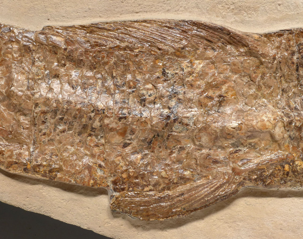 FINEST GIANT BOWFIN CALAMOPLEURUS FOSSIL FISH FROM THE DINOSAUR DAYS  *F145X