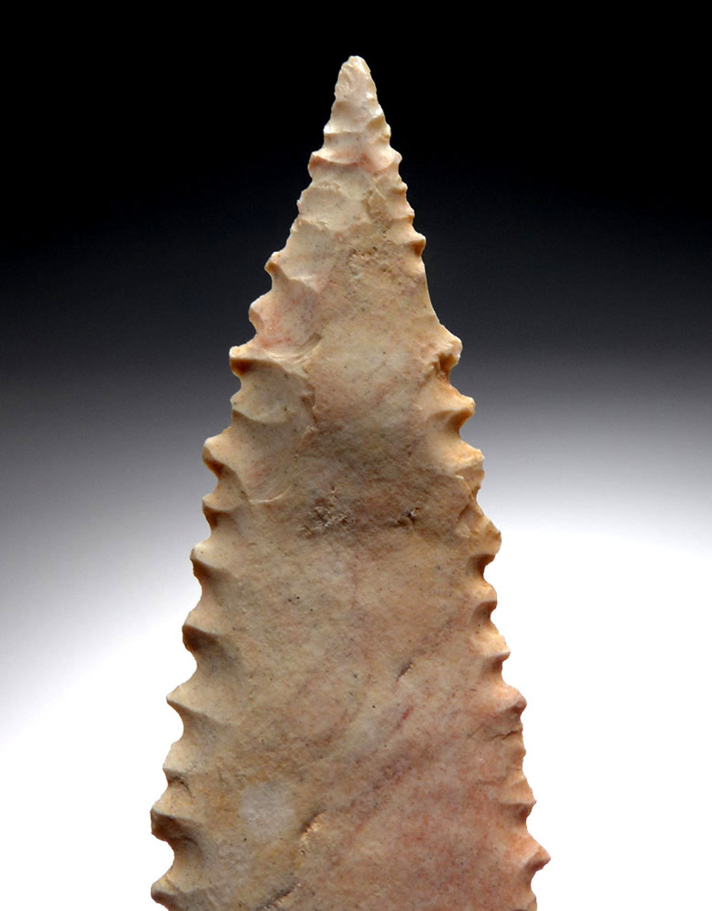 FINEST CAPSIAN AFRICAN NEOLITHIC SERRATED LARGE LEAF ARROWHEAD  *CAP323