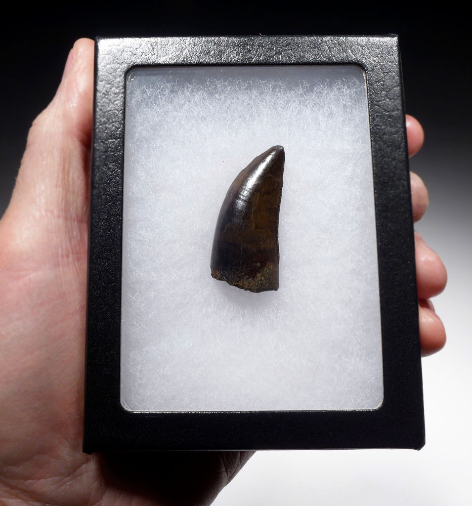 INVESTMENT GRADE 1.75 INCH TYRANNOSAURUS T REX TOOTH WITH SUPREME