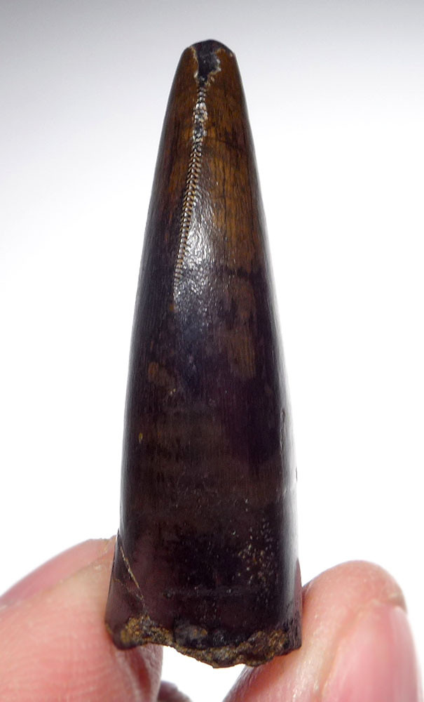 INVESTMENT GRADE 1.75 INCH TYRANNOSAURUS T REX TOOTH WITH SUPREME
