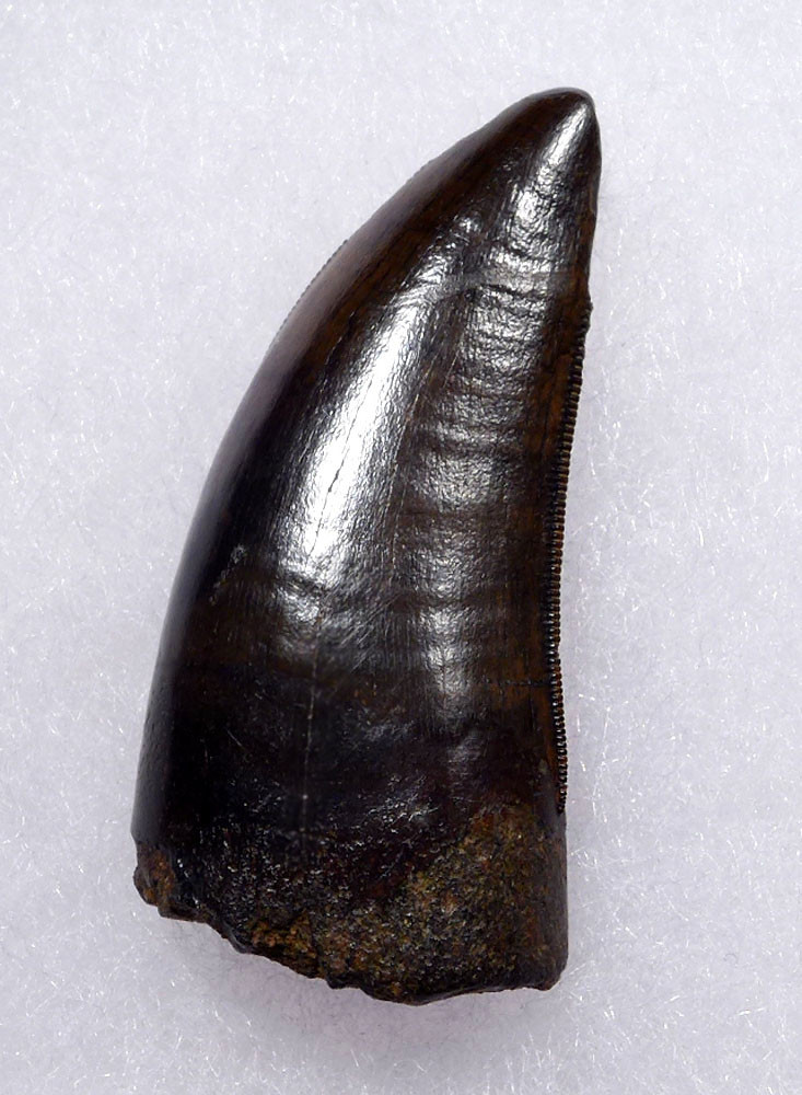 INVESTMENT GRADE 1.75 INCH TYRANNOSAURUS T REX TOOTH WITH SUPREME