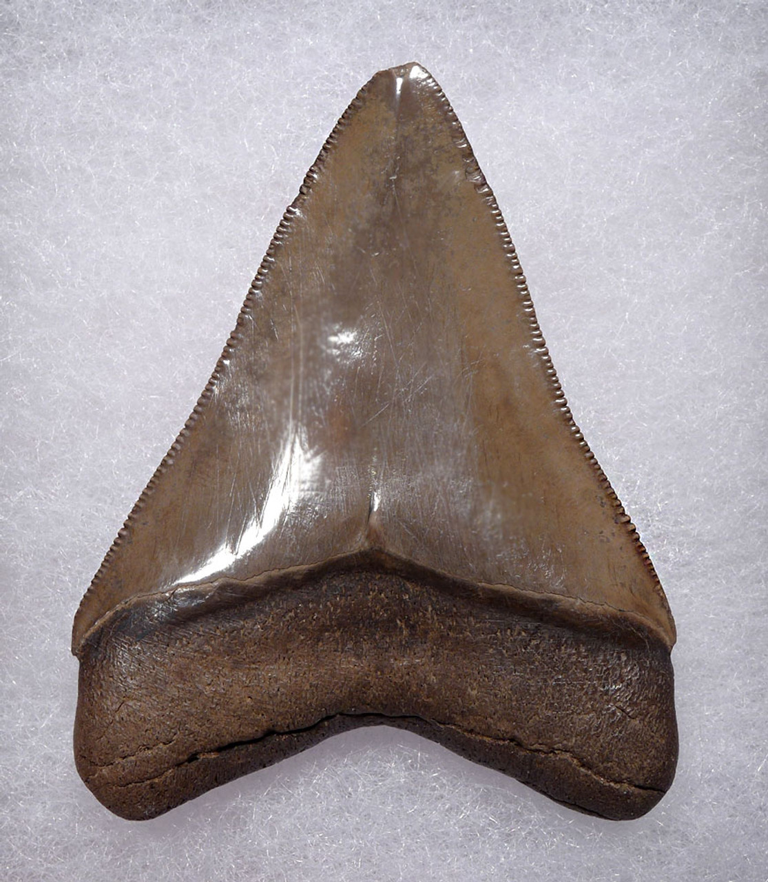 BEAUTIFUL JUVENILE MEGALODON SHARK TOOTH WITH CHATOYANT SILVER AND COPPER HUES  *SHX111