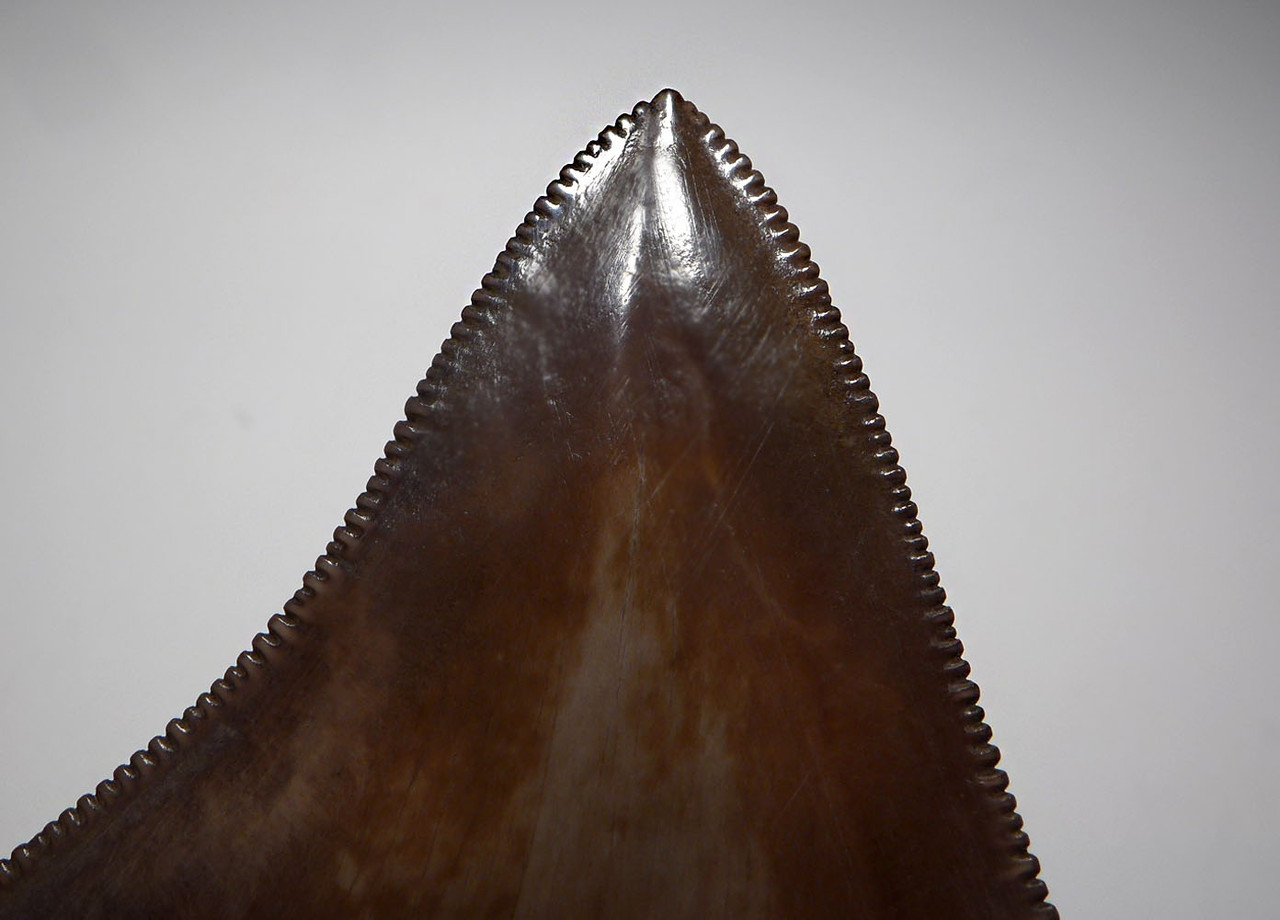 COLLECTOR GRADE 2.9 INCH MEGALODON SHARK TOOTH WITH CHATOYANT SILVER AND COPPER HUES  *SHX110