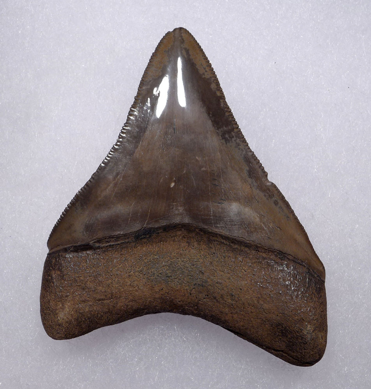 SILVER AND WALNUT JUVENILE MEGALODON SHARK TOOTH WITH CHATOYANT ENAMEL  *SHX112