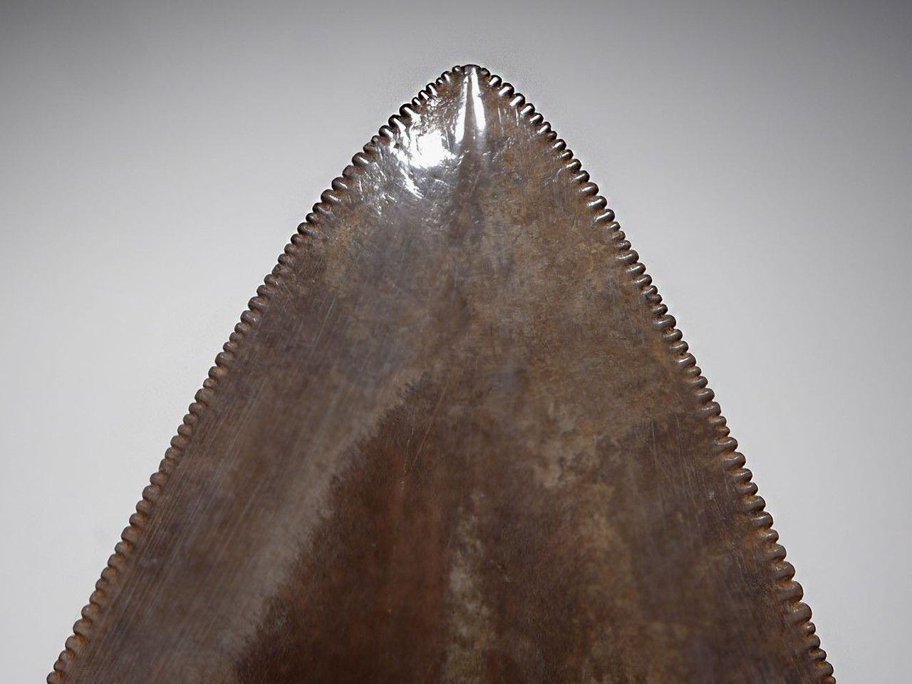 COLLECTOR GRADE CHATOYANT SILVER AND COPPER RED 4.5 INCH MEGALODON SHARK TOOTH  *SHX113