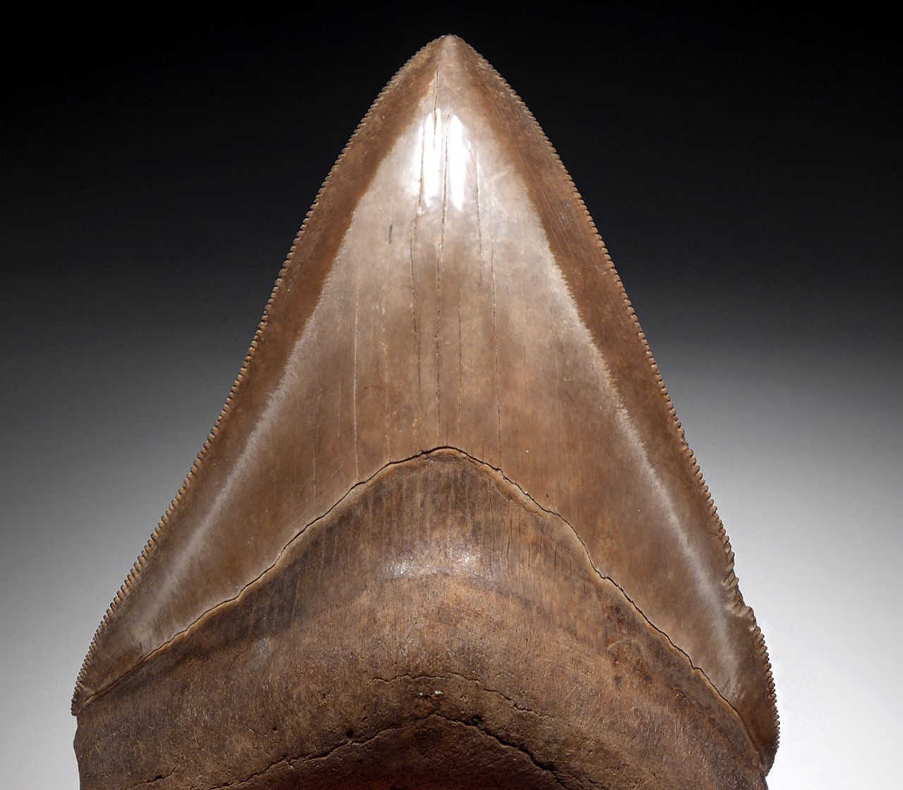 COLLECTOR GRADE CHATOYANT SILVER AND COPPER RED 4.5 INCH MEGALODON SHARK TOOTH  *SHX113