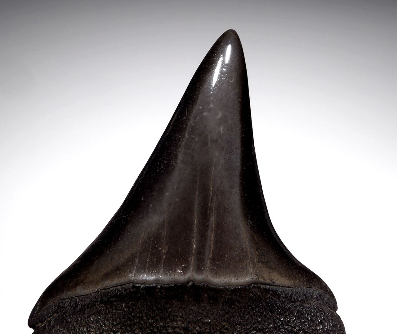 LOWER JAW ISURUS HASTALIS BROAD TOOTH MAKO FOSSIL SHARK TOOTH WITH CHATOYANT BLACK BRONZE ENAMEL  *SHX098