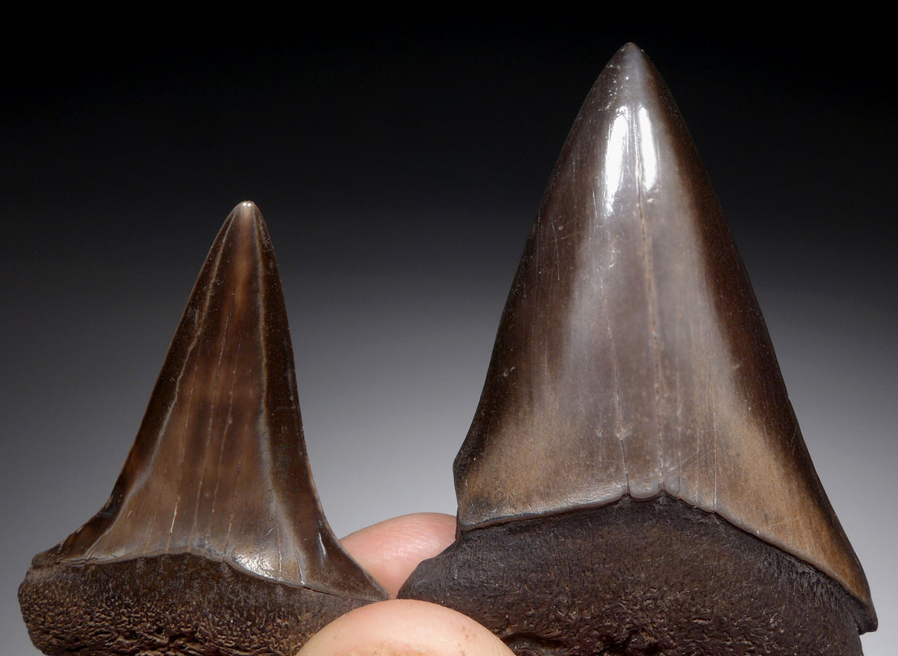 UPPER AND LOWER ISURUS HASTALIS BROAD TOOTH MAKO FOSSIL SHARK TEETH WITH CHATOYANT BRONZE ENAMEL  *SHX104