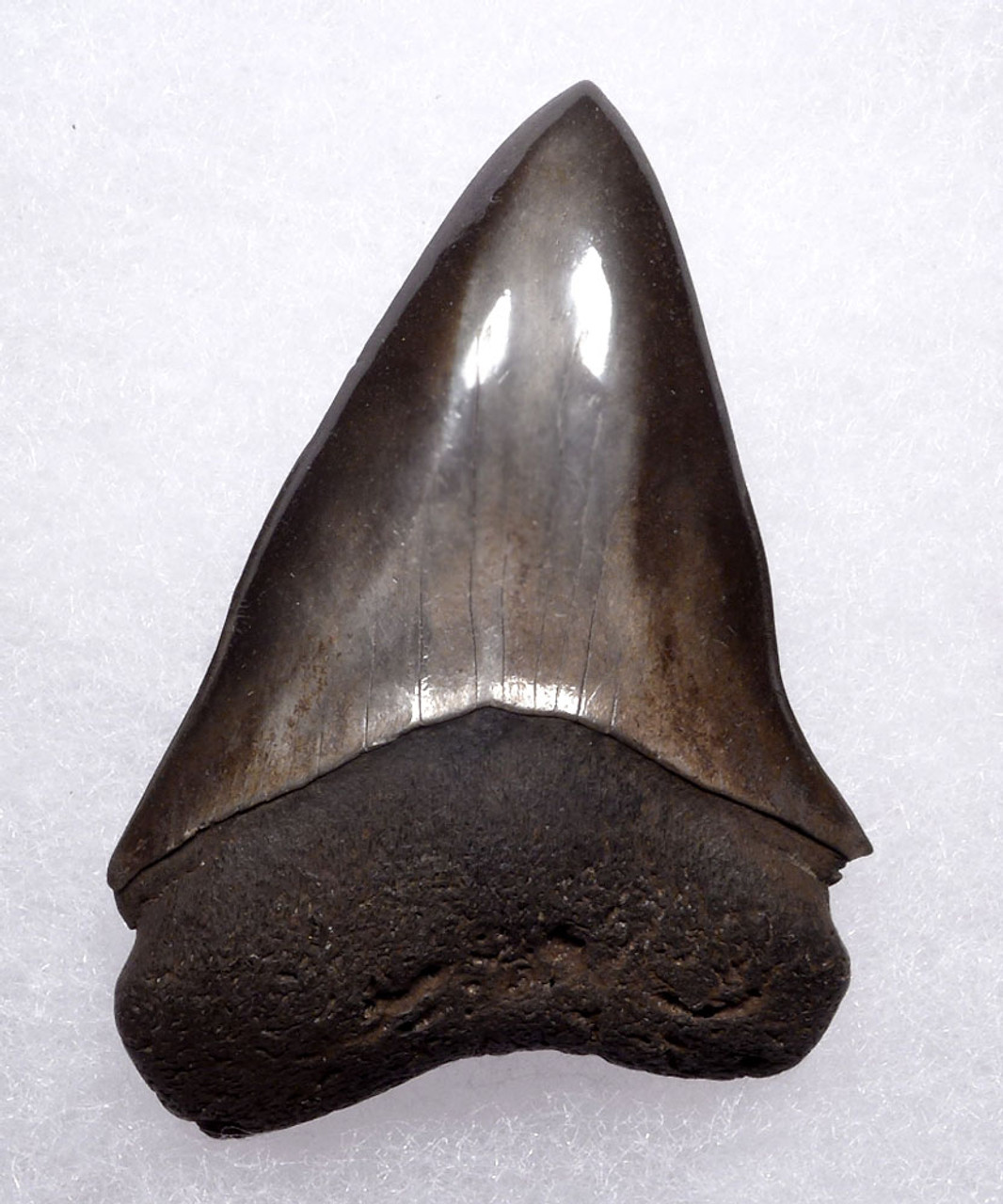 IMPRESSIVE 2.25 INCH FOSSIL SHARK TOOTH OF ISURUS HASTALIS BROAD TOOTH MAKO WITH BRONZE CHATOYANT ENAMEL  *SHX101