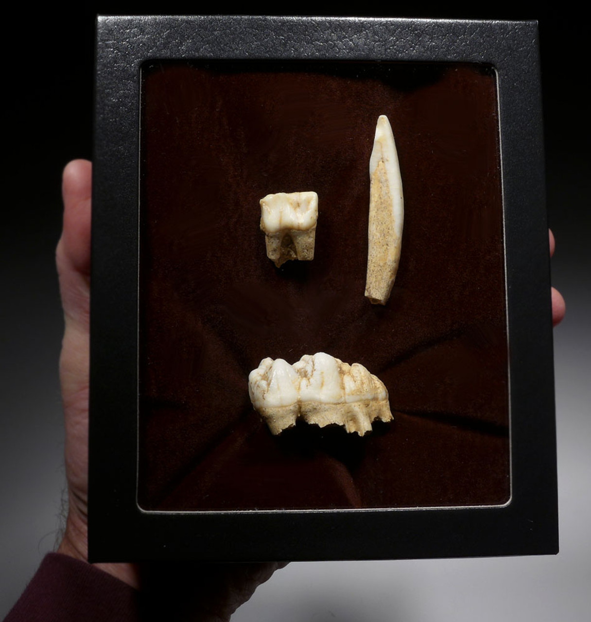 RARE WILD BOAR FOSSIL TOOTH SET FROM A CAVE IN THE ARDENNES FOREST BELGIUM   *LMX291