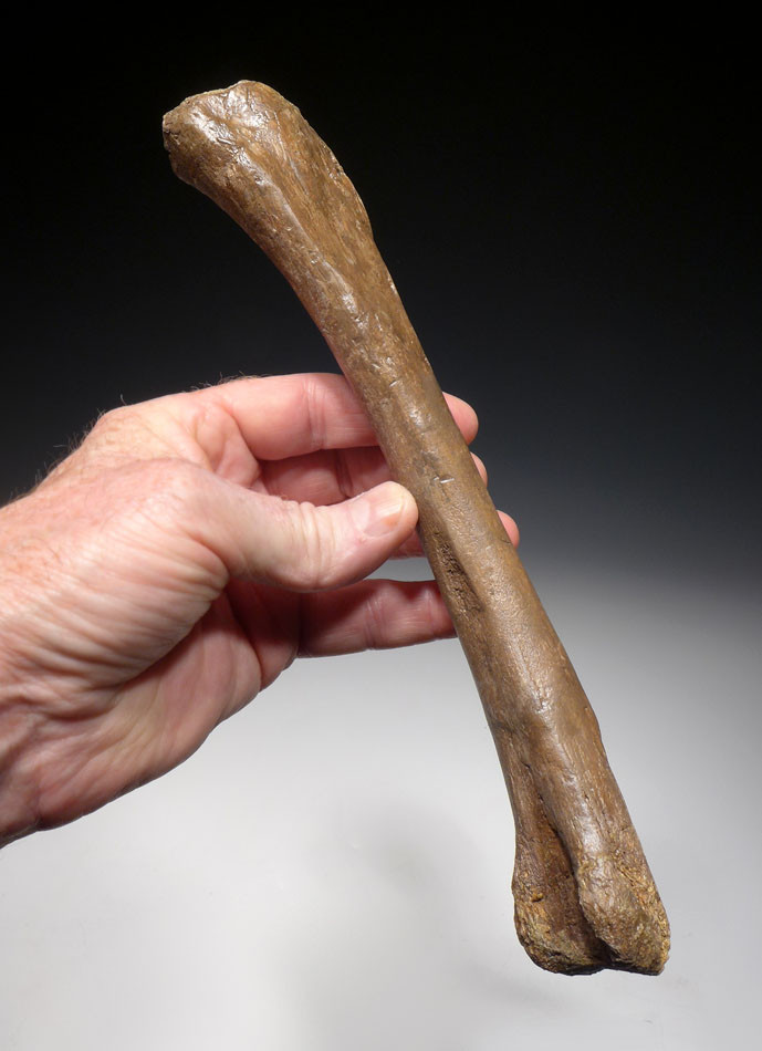 RARE SUBERBLY PRESERVED PACHYCEPHALOSAUR DINOSAUR FOSSIL RADIUS