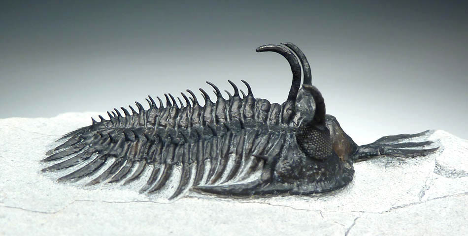 SPINY WALLISEROPS HAMMII TRIDENT COMURA DEVONIAN TRILOBITE FOR SALE