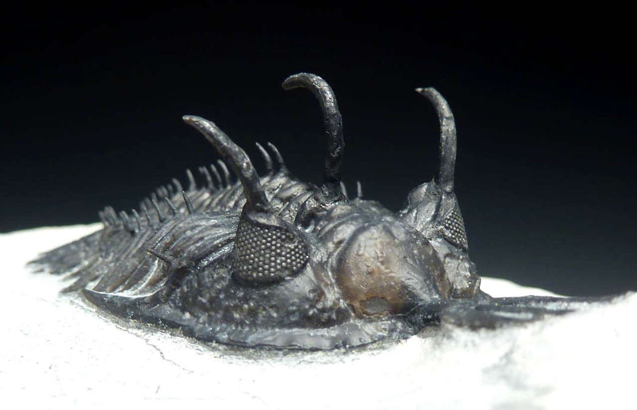 RARE SHORT FORK WALLISEROPS HAMMII TRILOBITE WITH EXPOSED SPINES *TRX074