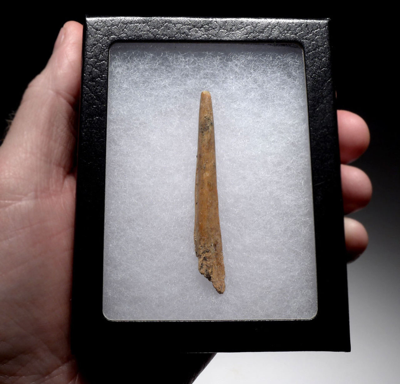 EXTREMELY RARE EUROPEAN NEOLITHIC BONE PIERCER NEEDLE FROM THE FAMOUS  HAN-SUR-LESSE CAVE IN BELGIUM  *N209