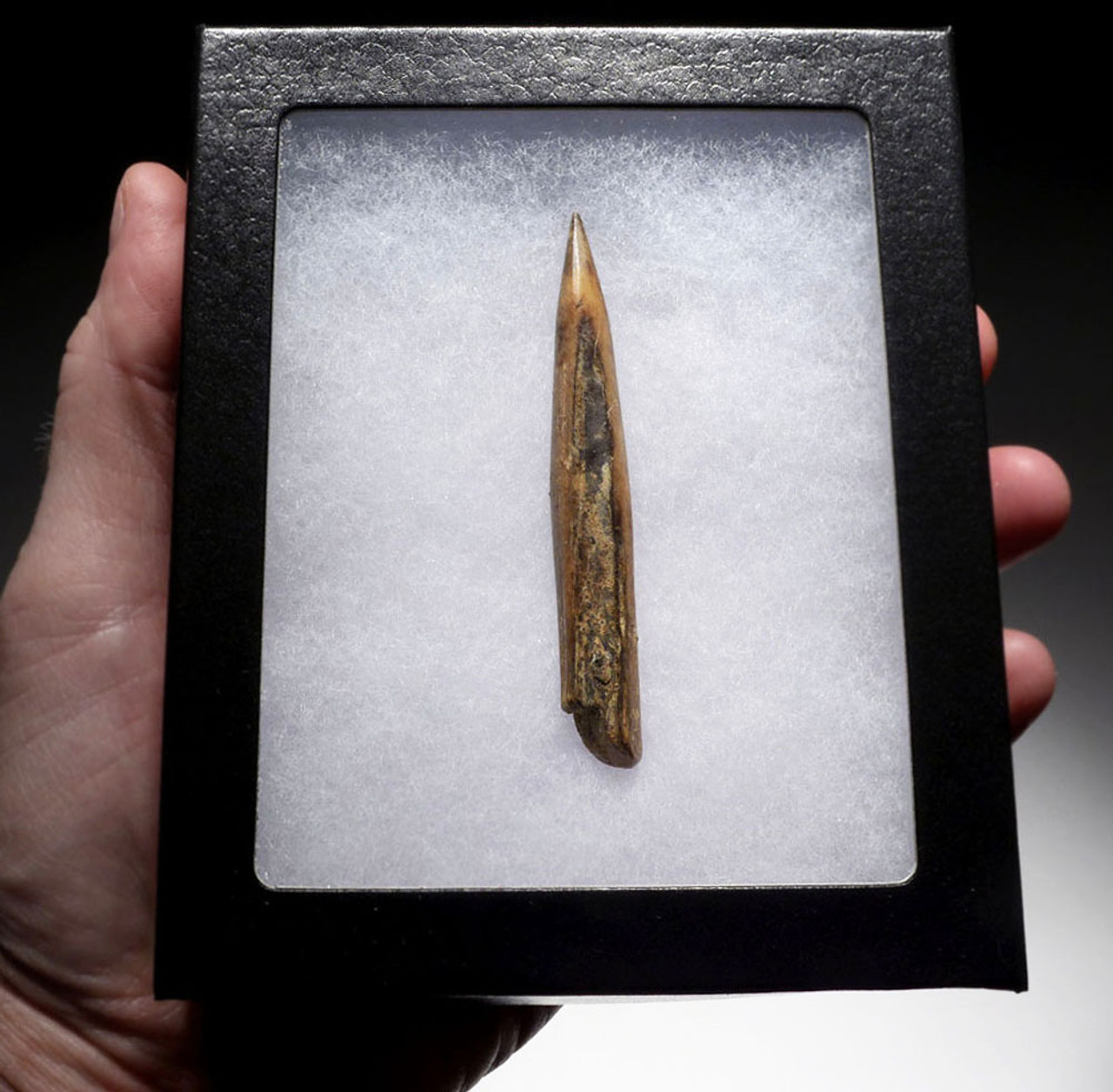 LARGE EXTREMELY RARE EUROPEAN NEOLITHIC BONE PIERCER NEEDLE FROM THE FAMOUS  HAN-SUR-LESSE CAVE IN BELGIUM  *N210