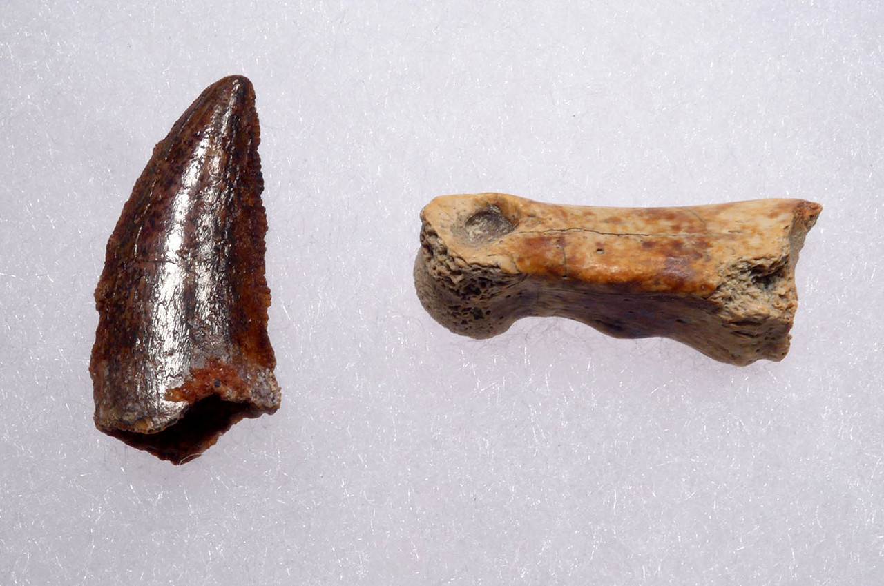 MAXIMUM SIZE FOSSIL RAPTOR DINOSAUR TOOTH AND TOE BONE FROM A LARGE DROMAEOSAUR  *DT6-180