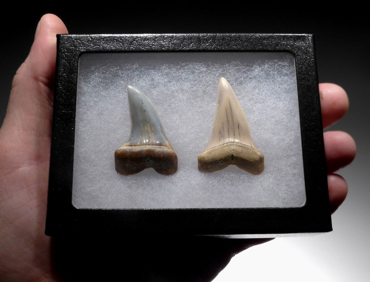 ISURUS PLANUS AND HASTALIS FOSSIL MAKO SHARK TEETH FROM SHARKTOOTH HILL CALIFORNIA  *SHX118