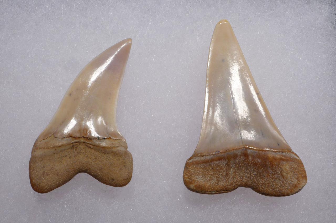 ISURUS PLANUS AND HASTALIS FOSSIL MAKO SHARK TEETH FROM SHARKTOOTH HILL CALIFORNIA  *SHX116