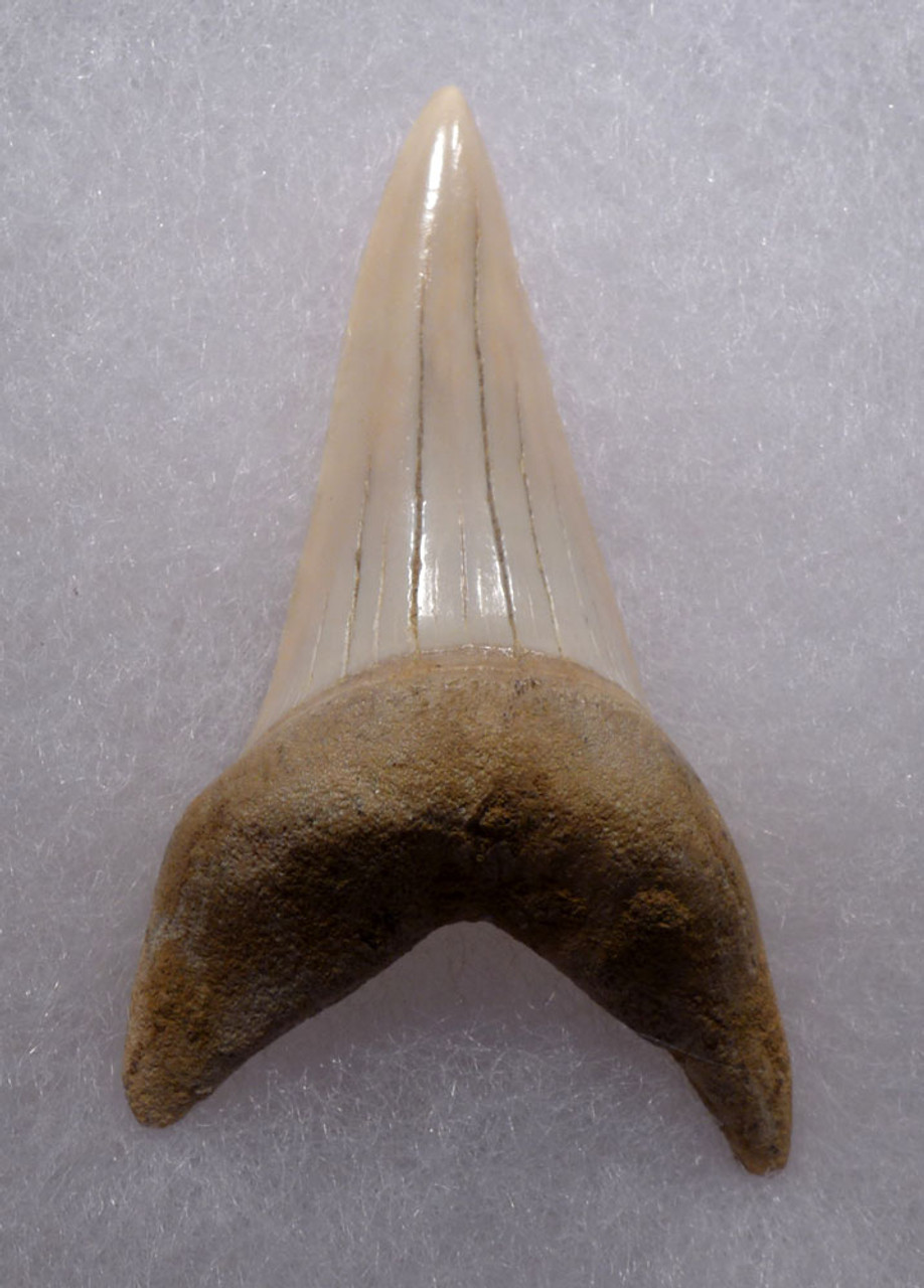 LARGE 2.25 INCH LOWER JAW ISURUS HASTALIS FOSSIL MAKO SHARK TOOTH FROM SHARKTOOTH HILL CALIFORNIA  *SHX129